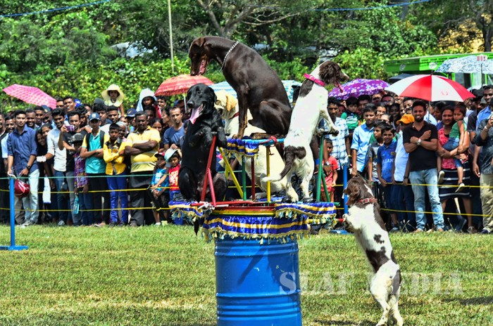 SLAF 66th Anniversary Exhibition and Tattoo -2017 Starts With a Success