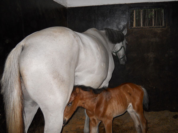 A new Foal to the Sri Lanka Air Force