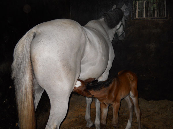 A new Foal to the Sri Lanka Air Force