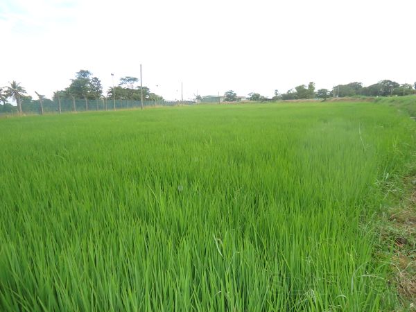 Agricultural Projects at SLAF Base Hingurakgoda is Appreciated