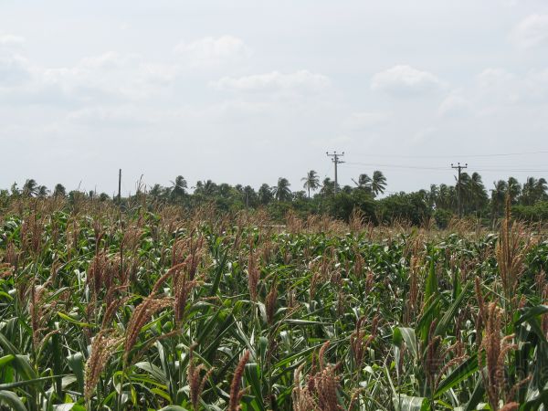Agricultural Projects at SLAF Base Hingurakgoda is Appreciated