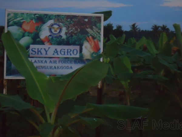 Agricultural Projects at SLAF Base Hingurakgoda is Appreciated