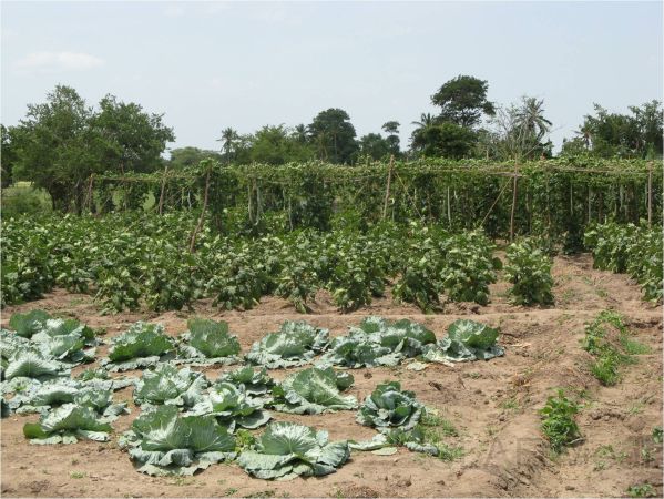 Agricultural Projects at SLAF Base Hingurakgoda is Appreciated