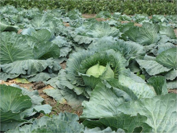 Agricultural Projects at SLAF Base Hingurakgoda is Appreciated