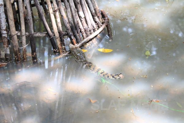 Aircrew Water and Jungle Survival Training