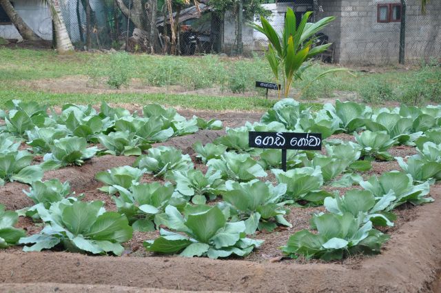 Commander’s Annual Inspection of SLAF Katukurunda 2011