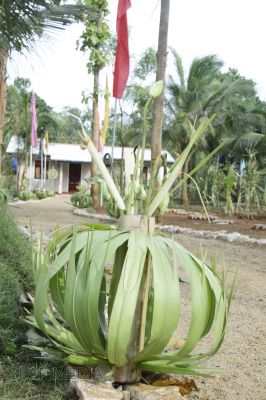 Api Wenuwen Api Housing Programme 9th Stage Completed