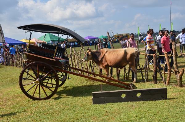 SLAF Bakmaha Ulela 2014