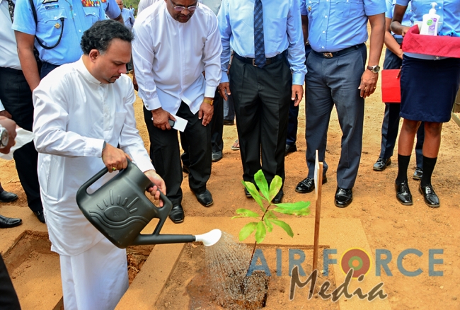 Cashew tree Planting Programme