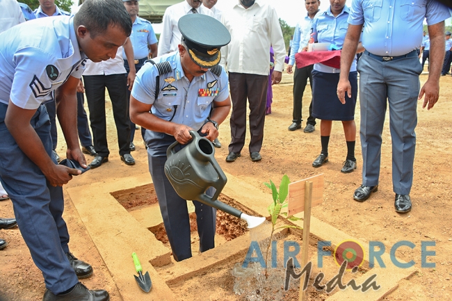 Cashew tree Planting Programme