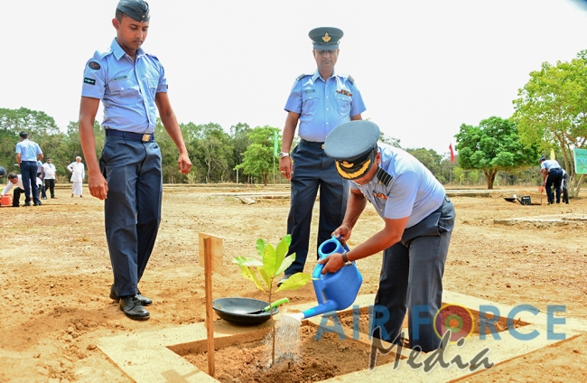Cashew tree Planting Programme