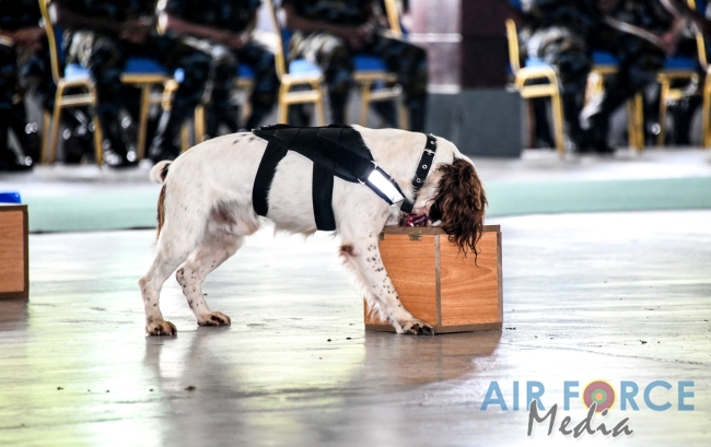 EXPLOSIVE AND NARCOTIC DETECTING AIR DOGS PASS OUT AT KATUNAYAKE