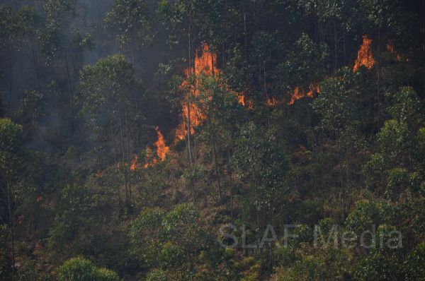 Aerial Fire Fighters in Action in Nallathanniya