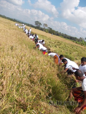 Sri Lanka Air Force Rugerites mark their first Victory