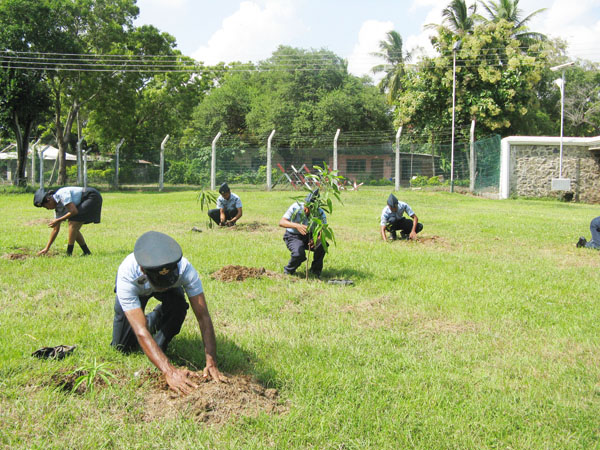 SLAF Plants 100000 Trees