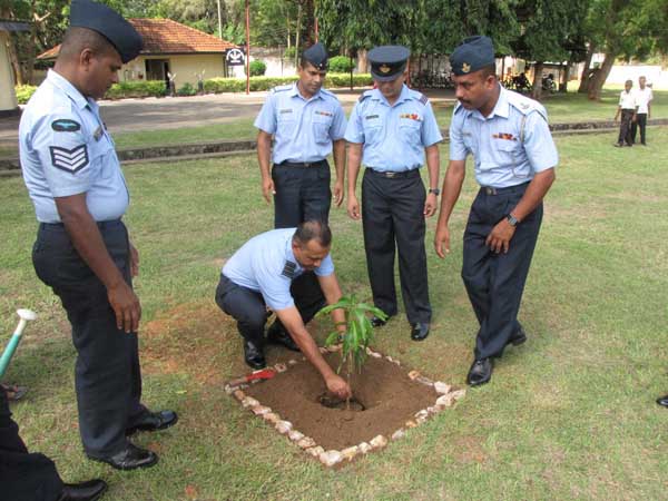 SLAF Plants 100000 Trees
