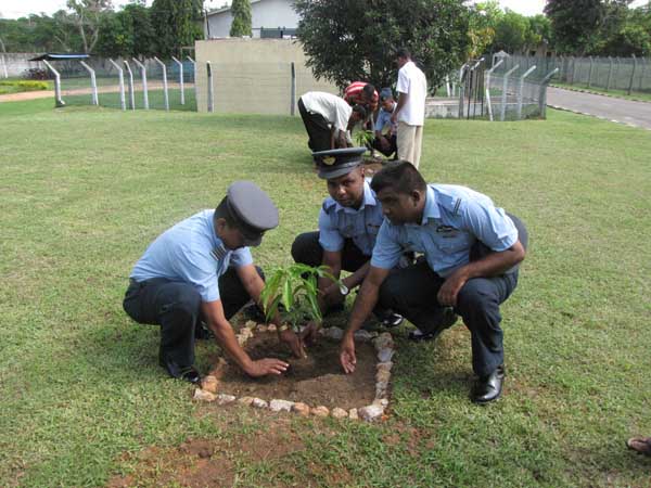 SLAF Plants 100000 Trees