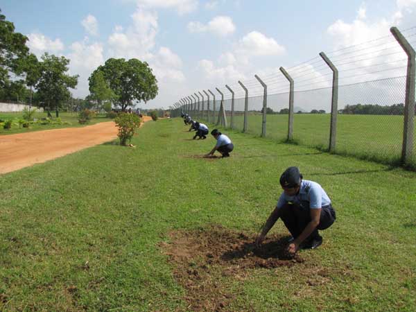 SLAF Plants 100000 Trees