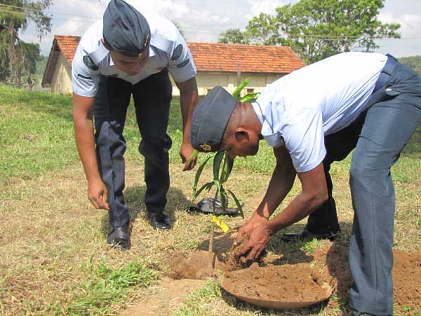 SLAF Plants 100000 Trees