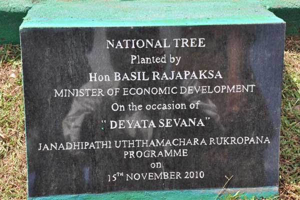 SLAF Plants 100000 Trees