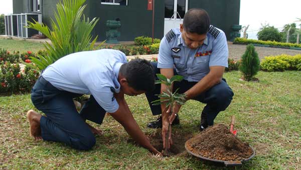 SLAF Plants 100000 Trees