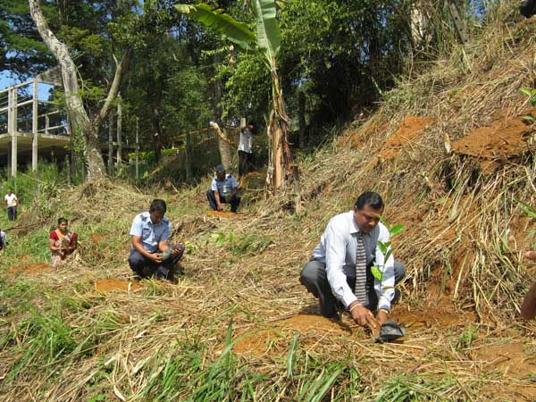 SLAF Plants 100000 Trees