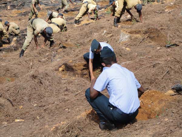 SLAF Plants 100000 Trees