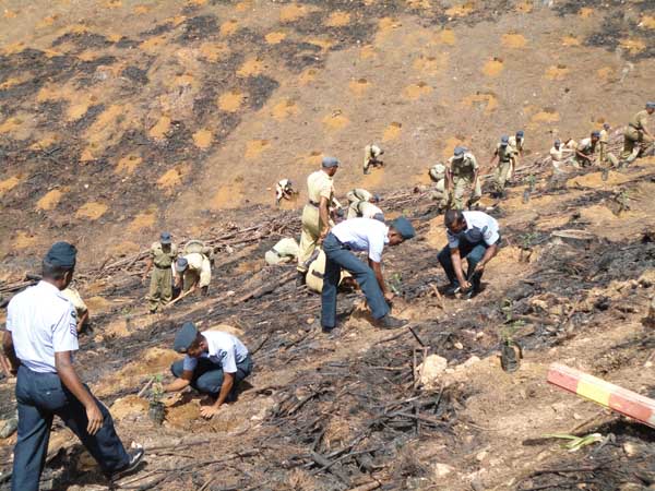 SLAF Plants 100000 Trees