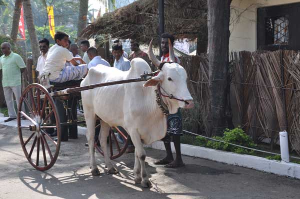 Avurudu comes to SLAF Colombo!