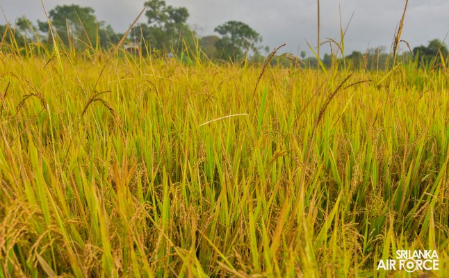 SLAF STATION MORAWEWA CONDUCTS PADDY HARVESTING PROGRAMME FOR LOW INCOME FARMERS AT KANUGAHAWEWA AREA