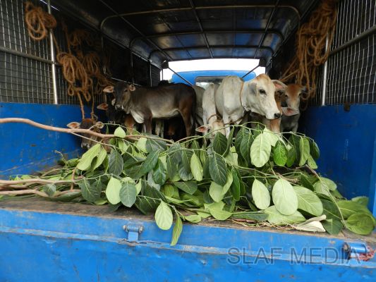 SLAF Poson Poya Celebrations