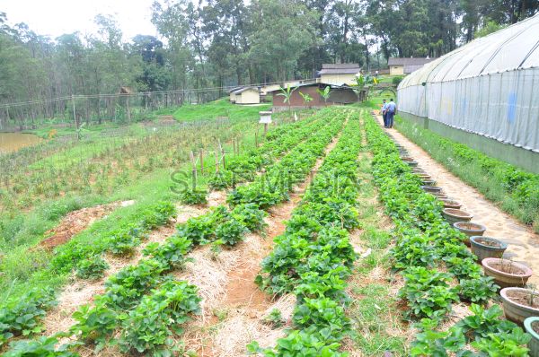 දියතලාව ගුවන් හමුදා කඳවුර උද්යාන අලංකාර සහ ගෙවතුවගා සම්මානය දිනාගනී...