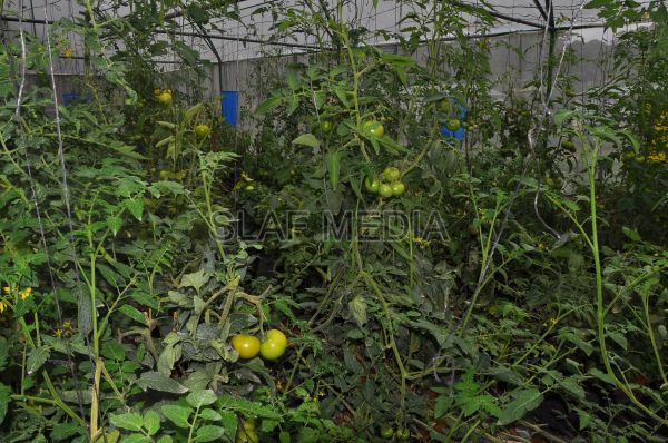 දියතලාව ගුවන් හමුදා කඳවුර උද්යාන අලංකාර සහ ගෙවතුවගා සම්මානය දිනාගනී...