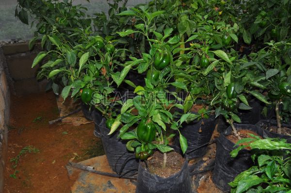 දියතලාව ගුවන් හමුදා කඳවුර උද්යාන අලංකාර සහ ගෙවතුවගා සම්මානය දිනාගනී...