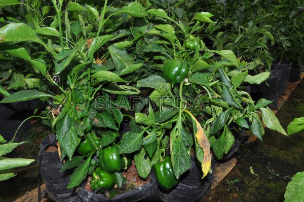 දියතලාව ගුවන් හමුදා කඳවුර උද්යාන අලංකාර සහ ගෙවතුවගා සම්මානය දිනාගනී...