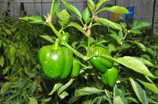 දියතලාව ගුවන් හමුදා කඳවුර උද්යාන අලංකාර සහ ගෙවතුවගා සම්මානය දිනාගනී...
