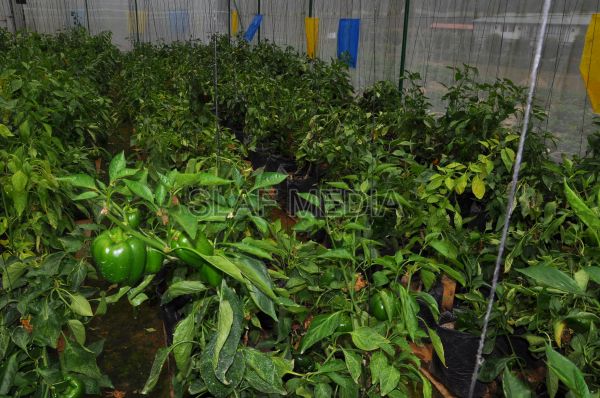 දියතලාව ගුවන් හමුදා කඳවුර උද්යාන අලංකාර සහ ගෙවතුවගා සම්මානය දිනාගනී...