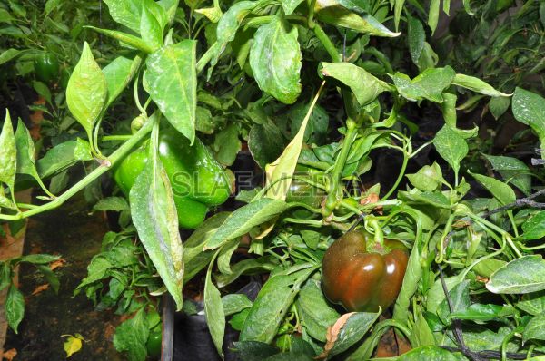 දියතලාව ගුවන් හමුදා කඳවුර උද්යාන අලංකාර සහ ගෙවතුවගා සම්මානය දිනාගනී...
