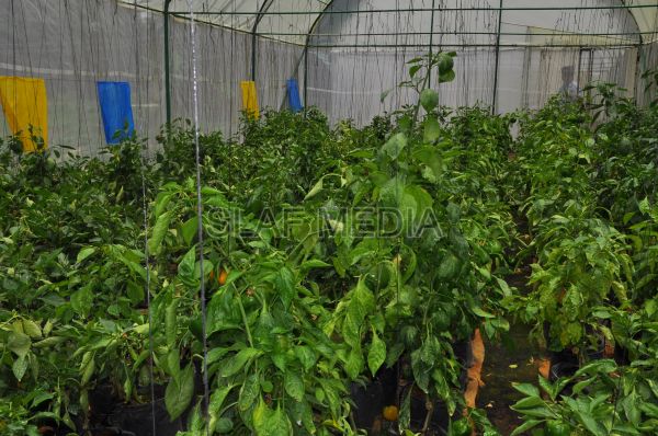 දියතලාව ගුවන් හමුදා කඳවුර උද්යාන අලංකාර සහ ගෙවතුවගා සම්මානය දිනාගනී...