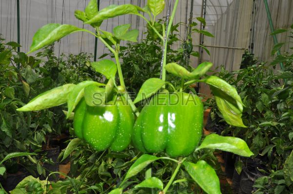 දියතලාව ගුවන් හමුදා කඳවුර උද්යාන අලංකාර සහ ගෙවතුවගා සම්මානය දිනාගනී...