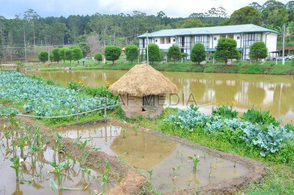 දියතලාව ගුවන් හමුදා කඳවුර උද්යාන අලංකාර සහ ගෙවතුවගා සම්මානය දිනාගනී...