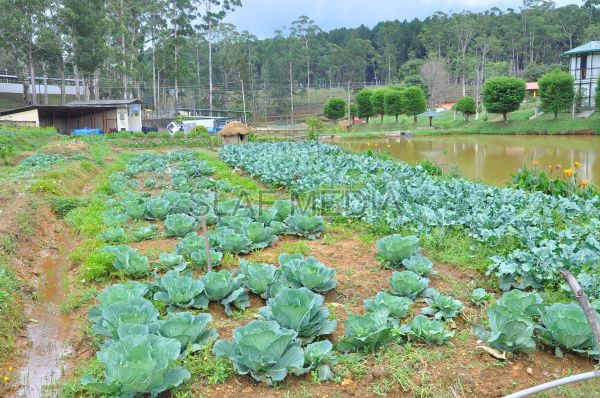 දියතලාව ගුවන් හමුදා කඳවුර උද්යාන අලංකාර සහ ගෙවතුවගා සම්මානය දිනාගනී...