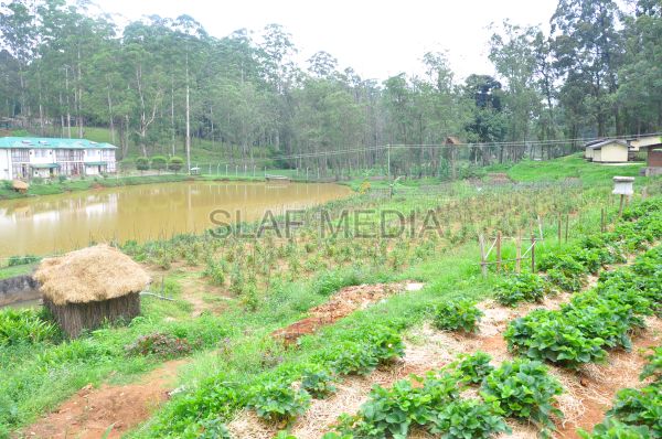 දියතලාව ගුවන් හමුදා කඳවුර උද්යාන අලංකාර සහ ගෙවතුවගා සම්මානය දිනාගනී...