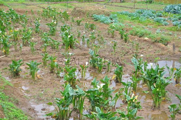 දියතලාව ගුවන් හමුදා කඳවුර උද්යාන අලංකාර සහ ගෙවතුවගා සම්මානය දිනාගනී...