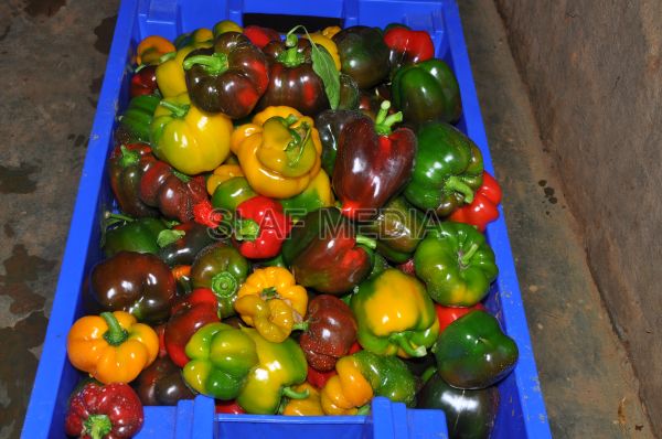 දියතලාව ගුවන් හමුදා කඳවුර උද්යාන අලංකාර සහ ගෙවතුවගා සම්මානය දිනාගනී...