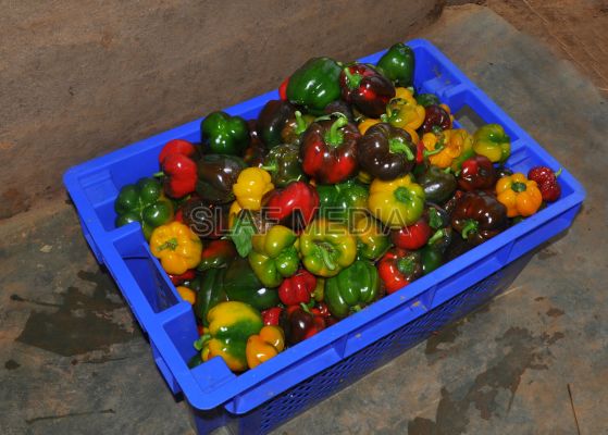 දියතලාව ගුවන් හමුදා කඳවුර උද්යාන අලංකාර සහ ගෙවතුවගා සම්මානය දිනාගනී...