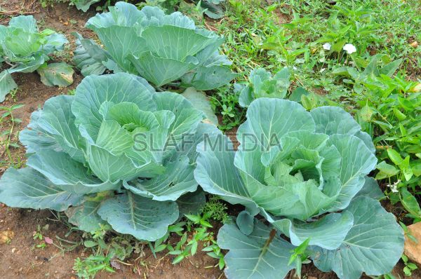 දියතලාව ගුවන් හමුදා කඳවුර උද්යාන අලංකාර සහ ගෙවතුවගා සම්මානය දිනාගනී...