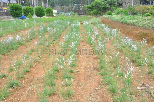 දියතලාව ගුවන් හමුදා කඳවුර උද්යාන අලංකාර සහ ගෙවතුවගා සම්මානය දිනාගනී...