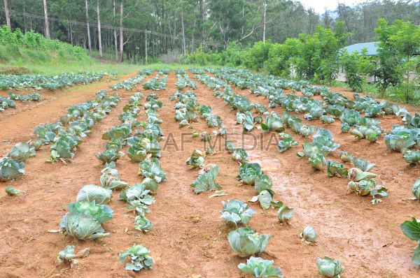 දියතලාව ගුවන් හමුදා කඳවුර උද්යාන අලංකාර සහ ගෙවතුවගා සම්මානය දිනාගනී...