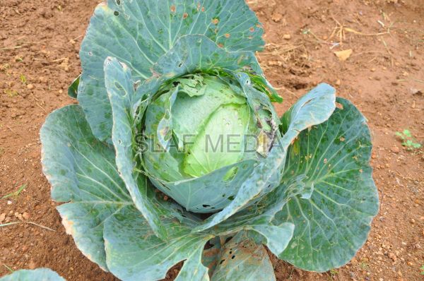 දියතලාව ගුවන් හමුදා කඳවුර උද්යාන අලංකාර සහ ගෙවතුවගා සම්මානය දිනාගනී...